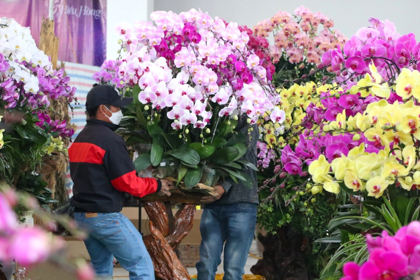 Hoa lan là mặt hàng đắt khách dịp Tết. 2-712.jpg