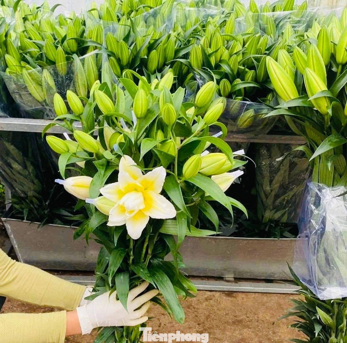 Ly kép được ưa chuộng dịp Tết vì vẻ ngoài sang trọng, mùi thơm dễ chịu. Ảnh: Lộc Liên. tp-hoa-tet-tang-gia-nhu-vang-21.jpg