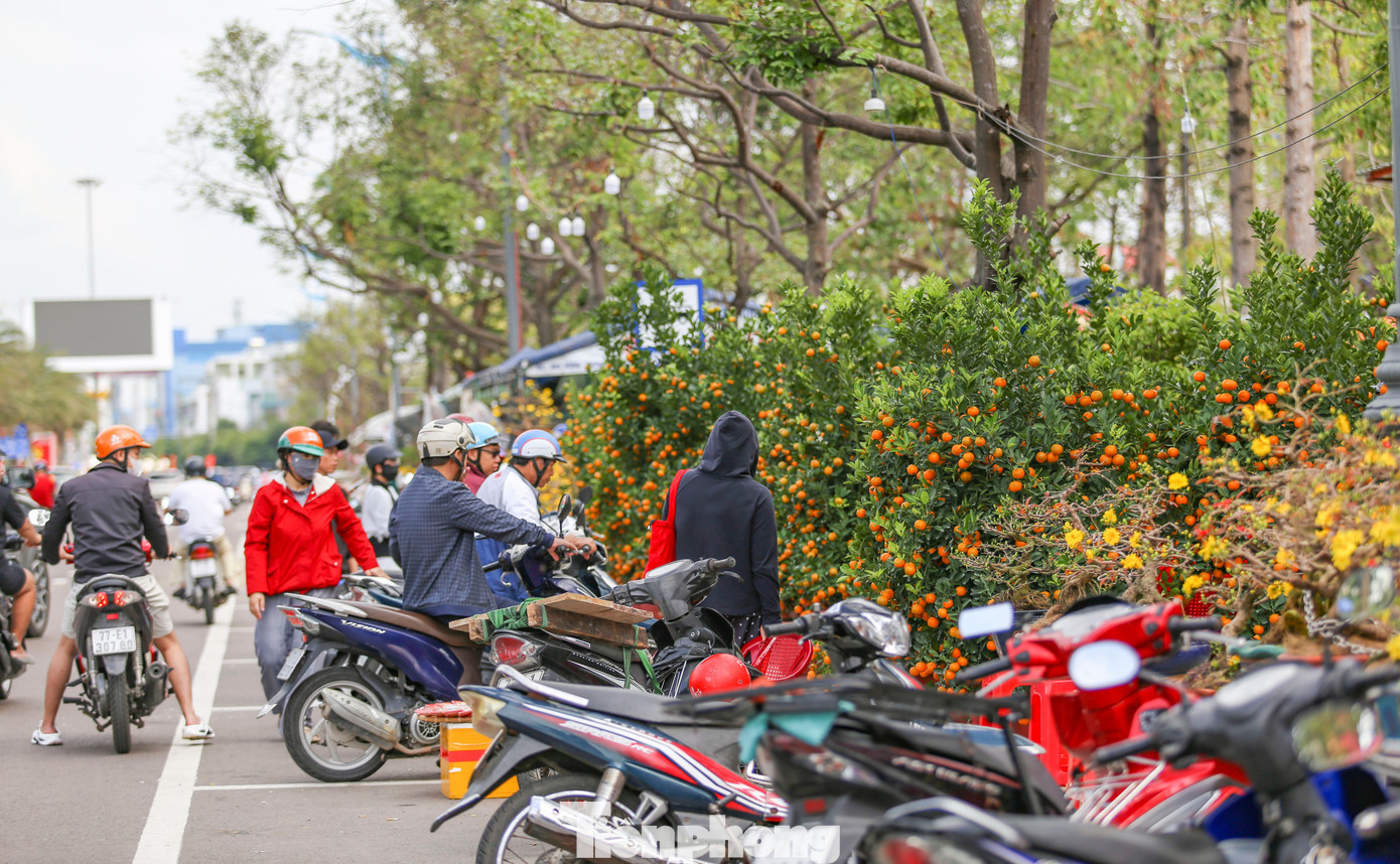 Những cây quất trĩu quả, lá xanh mướt, người mua đến săm soi từng dáng thế để chọn về chưng Tết. tp-c_img-5038.jpg