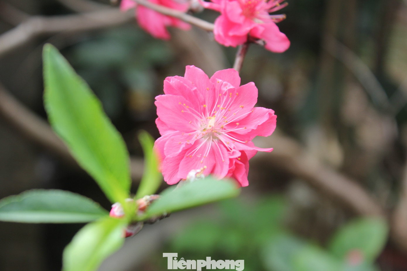 Do thời tiết nắng ấm kéo dài, nhiều vườn đào nở sớm, buộc phải “xả hàng” giáp Tết để gỡ vốn. Ảnh: Lộc Liên. tp-hoa-tet-tang-gia-nhu-vang-32.jpg