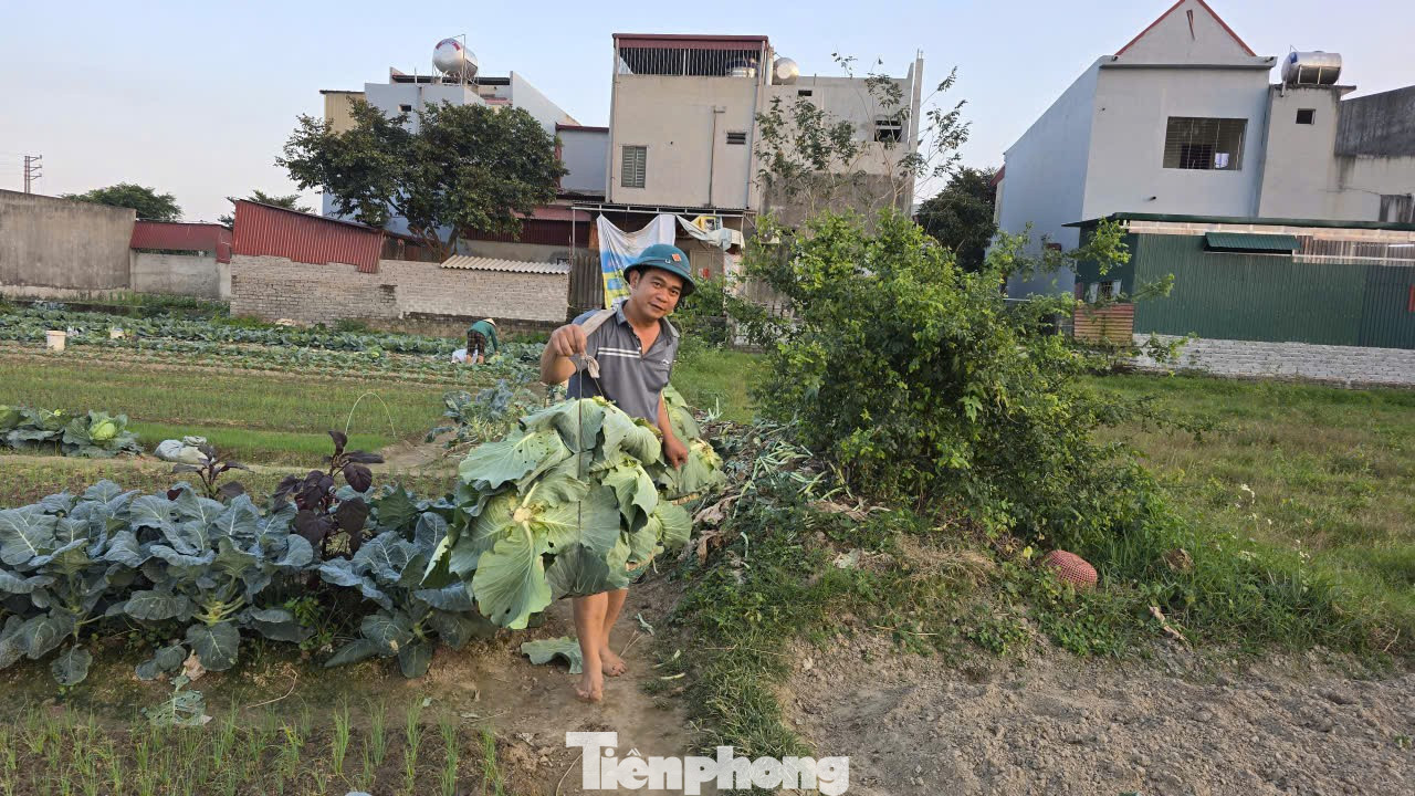 Những ngày áp Tết ở xã Vĩnh Lộc , người nông dân tất bật thu hoạch rau củ để cung cấp cho thị trường. Tuy nhiên, giá rau củ rất rẻ, nhiều gia đình mất Tết. tp-3-2766.jpg