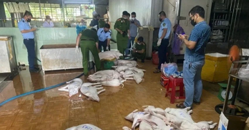 Công an Quảng Ngãi siết chặt các lò mổ, ngăn lợn bệnh tuồn ra chợ trong dịp Tết