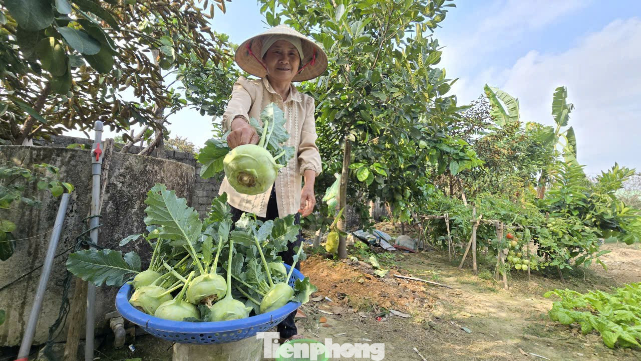Theo UBND xã Vĩnh Lộc, vụ đông năm 2025- 2026, trên địa bàn xã gieo trồng khoảng 1.100 ha, trong đó rau đậu các loại gần 400 ha. Theo nhận định, năm nay thời tiết thuận lợi nên rau màu phát triển, ít sâu bệnh trong khi đó thị trường tiêu thụ vẫn gặp khó khăn. Đây cũng là một trong những nguyên nhân giá rau củ thấp. tp-2-8833.jpg