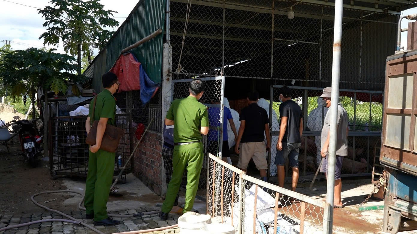Công an tỉnh Quảng Ngãi phát hiện nhiều vụ thu gom heo nhiễm bệnh. 4e42704af862763c2f73.jpg