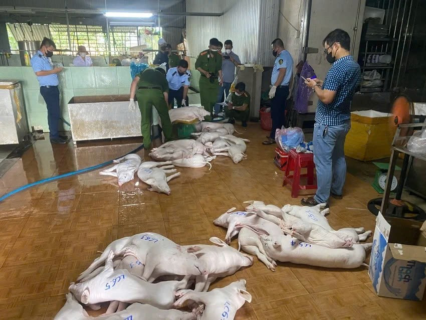 Phòng Cảnh sát kinh tế Công an tỉnh Quảng Ngãi và đơn vị chức năng kiểm tra cơ sở giết mổ lợn bệnh. 87e0b8e830c0be9ee7d1.jpg