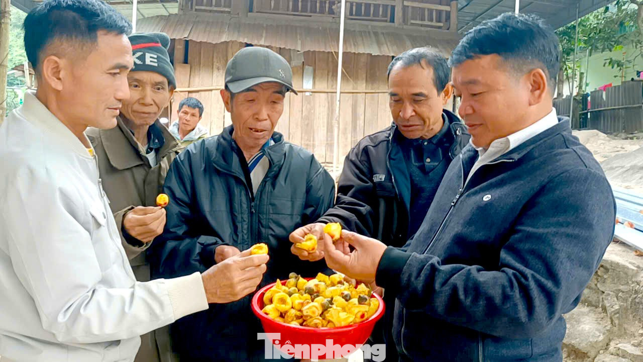 Chính quyền địa phương đang khuyến khích bà con nhân giống, trồng tại vườn nhà, vừa bảo vệ rừng, vừa tạo nguồn thu ổn định. tp-1.jpg