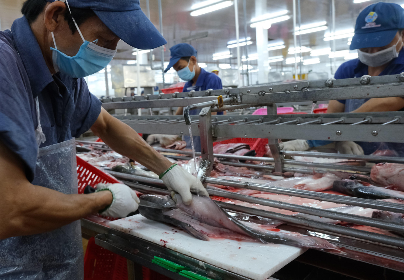 Cá tra tiếp tục giữ vai trò chiến lược trong cơ cấu sản phẩm xuất khẩu thủy sản. catra (2).JPG