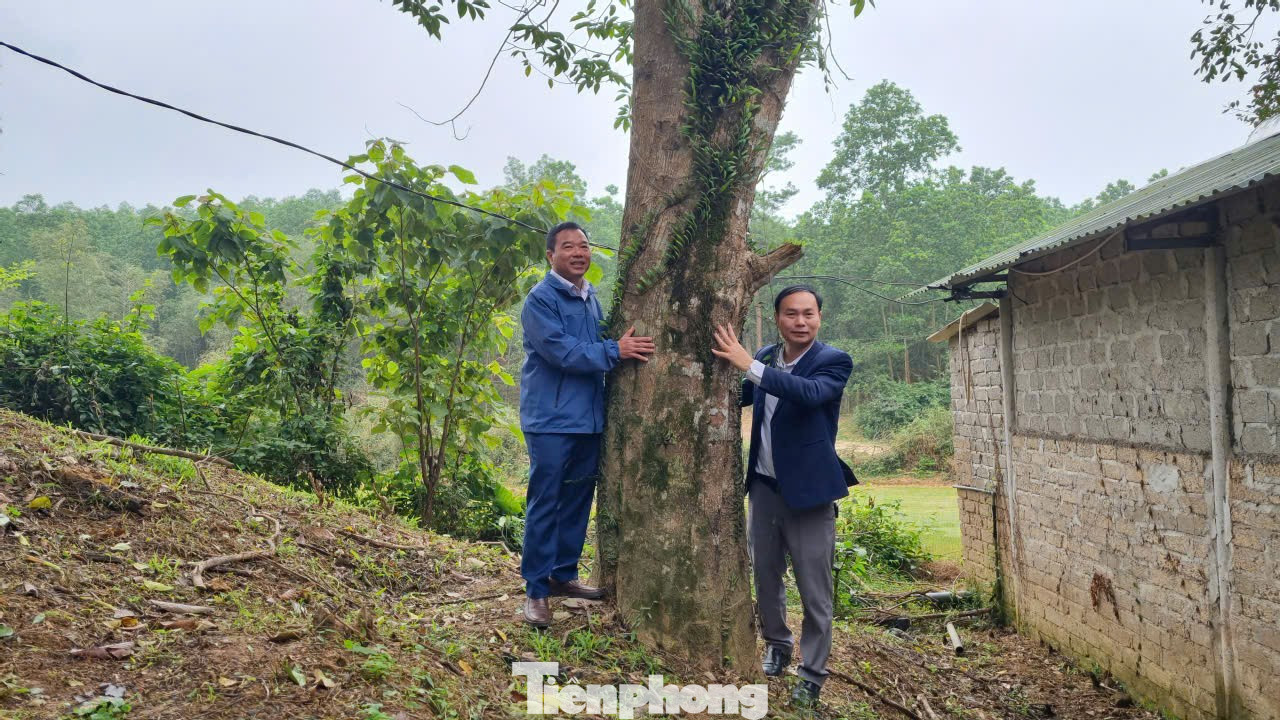 Những gốc trầm cổ thụ hai người ôm không xuể có giá trị cao. tp-9sjsjss.jpg