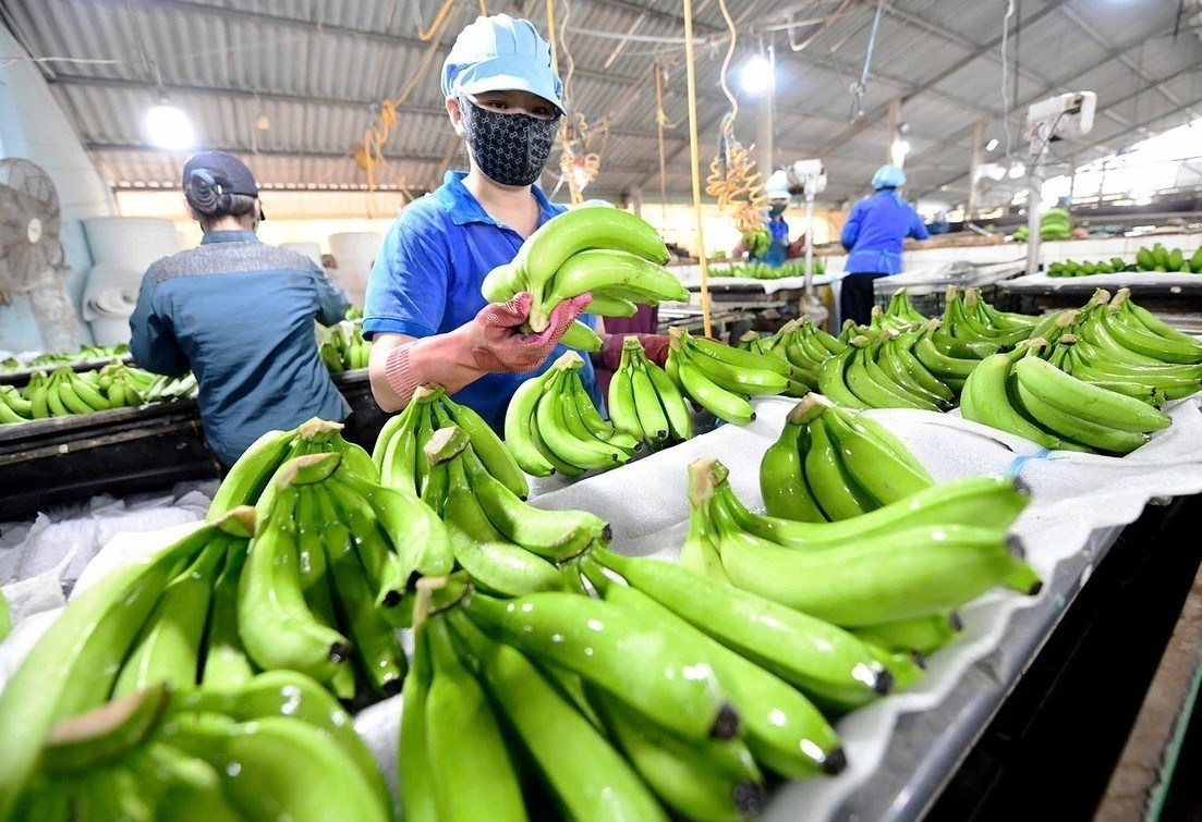 Xuất khẩu rau quả năm 2025 lập kỷ lục hơn 8,5 tỷ USD giúp nông sản Việt bước vào giai đoạn mới a2-3507.jpg