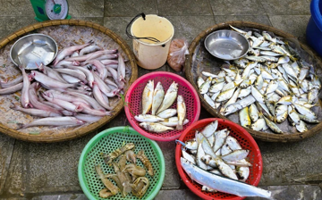 Sau Tết, người dân đổ xô săn loài cá 'tan trong nước' giá tới 1 triệu đồng/kg, thuyền vừa cập bến đã hết hàng