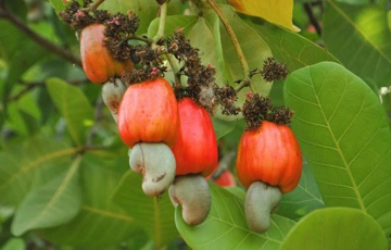Loại 'hạt tỷ đô' của Việt Nam bứt tốc ngay tháng đầu năm, hút khách toàn cầu: Mỹ - Trung Quốc săn lùng không ngớt