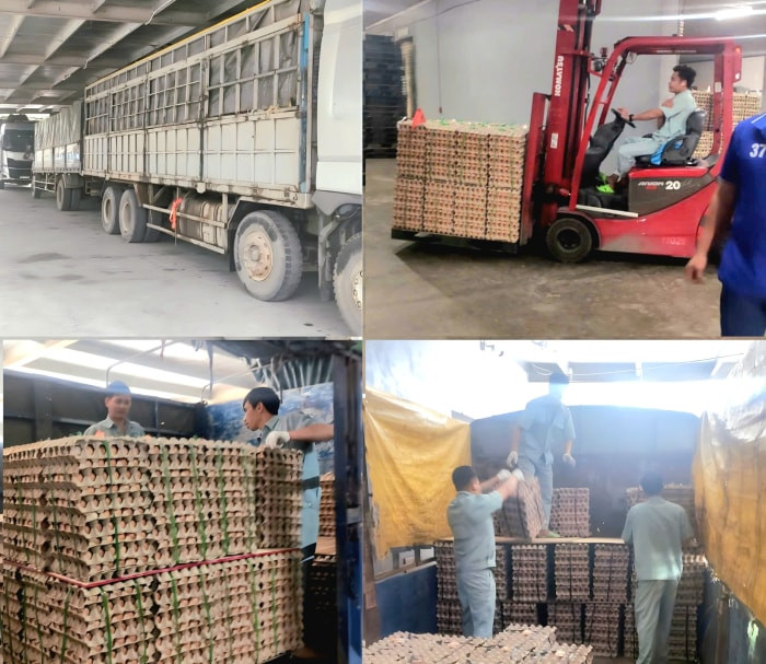Gia Cầm Hoà Phát Phú Thọ vận chuyển trứng Hoà Phát vào siêu thị, bếp ăn, trường học dịp đầu năm