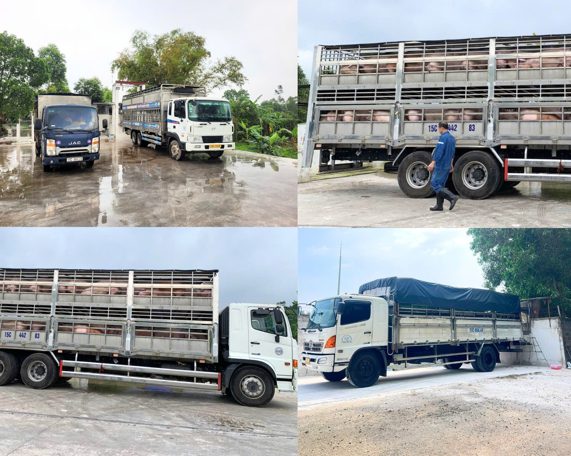 Công ty Cổ phần Phát triển Chăn nuôi Hòa Phát, lợn xuất chuồng từ mùng 8 Tết với tổng sản lượng gần 180 tấn lợn hơi thương phẩm và gần 1.700 con lợn giống, cung ứng cho người chăn nuôi tại cả hai miền Bắc Nam