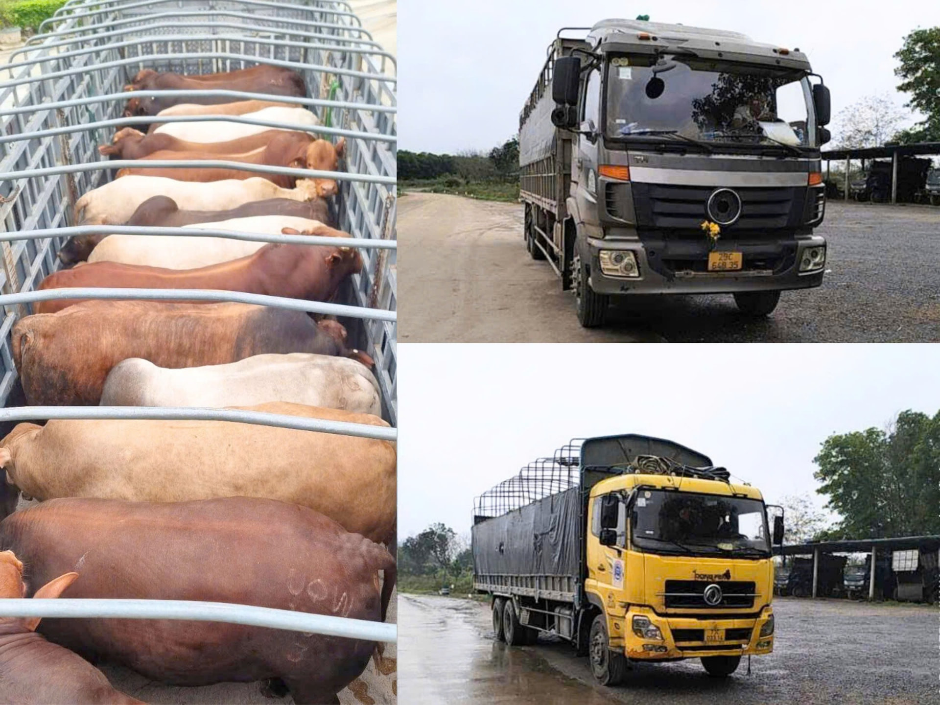 Công ty TNHH Thương mại Hòa Phát đã xuất hơn 600 con bò Úc từ các trang trại tại Đồng Nai, Quảng Trị đến tay các đại lý và khách hàng cả nước