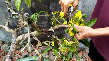 Hoa mai sau Tết đừng vứt đi, làm ngay 3 điều này, năm sau hoa nở kín cành, bông to đẹp xuất sắc