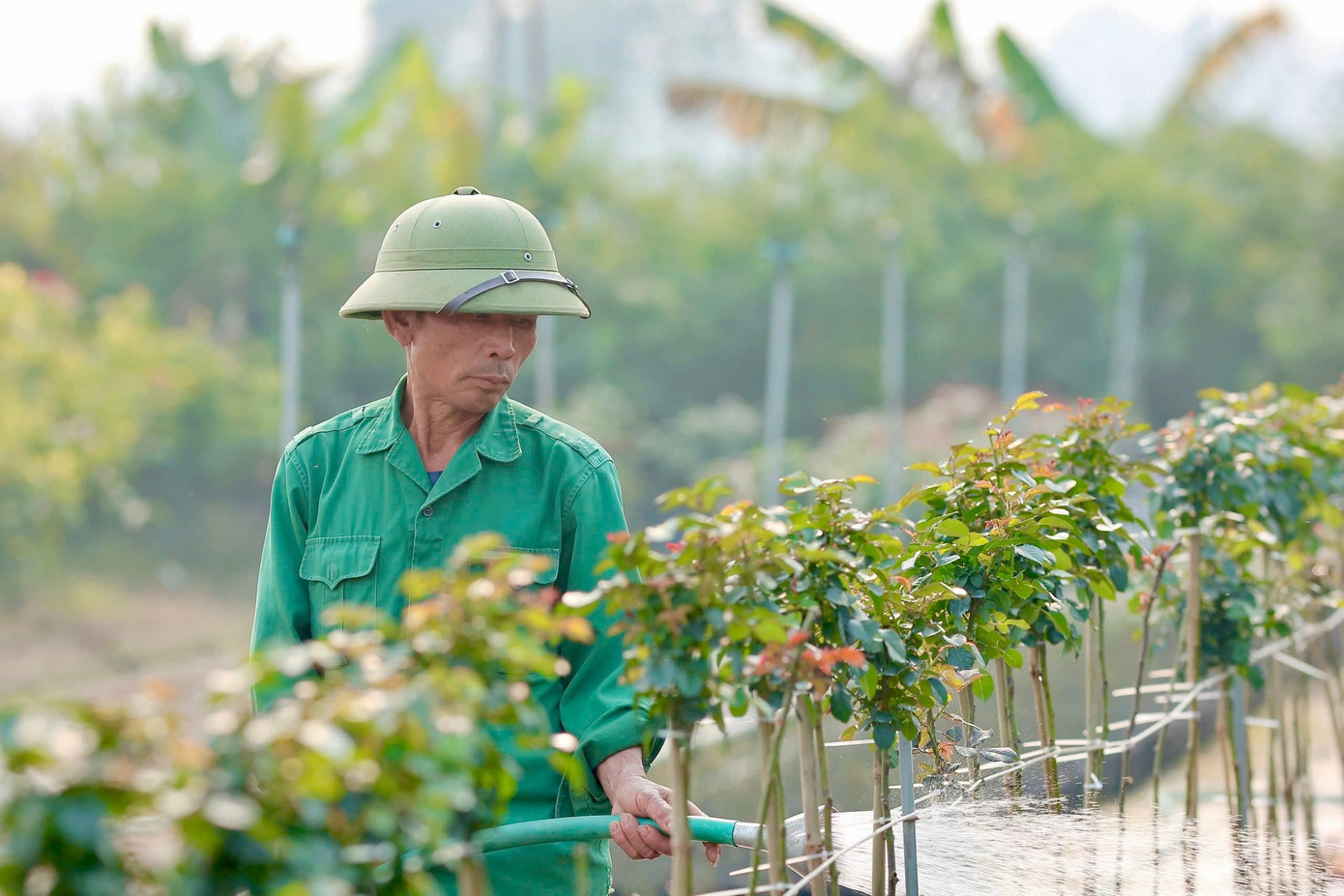 Theo ghi nhận tại các nhà vườn và chợ hoa, giá hoa Tết năm nay có xu hướng tăng nhẹ so với cùng kỳ năm trước, mức tăng phổ biến từ 10-20% tuỳ loại và thời điểm lấy hàng. Hoa hồng cắt cành tại Mê Linh hiện dao động khoảng 35.000 - 45.000 đồng/bó 10 bông, tăng khoảng 10.000 đồng so với năm trước. img-9904.jpg