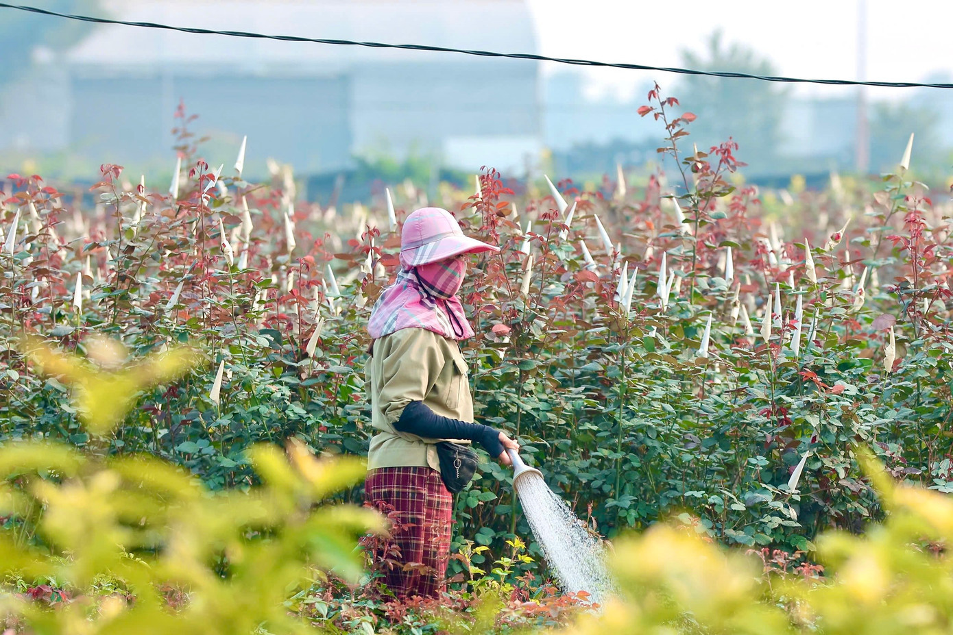 Chị Trần Thị Lan - một hộ trồng hoa tại xã Mê Linh - cho hay: “Hoa hồng cắt cành và hồng chậu năm nay bán khá tốt. Khách đặt trước để lấy dần từ ngày rằm tháng Chạp. Có ngày tôi phải huy động cả gia đình ra cắt hoa, đóng gói từ sáng đến tối”. img-9910.jpg