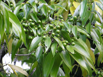 Bộ ba gia vị được ví như 'kho báu xanh' của Việt Nam: Một loại đã tạo dựng vị thế xuất khẩu hàng đầu thế giới