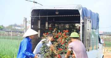 Hà Nội: Thủ phủ hoa Mê Linh 'chạy nước rút' vụ Tết