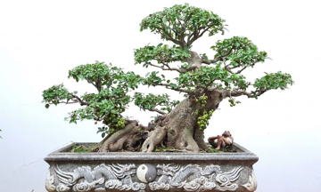 Năm Ngọ, trồng 4 loại cây này trong nhà không những hút tài lộc mà còn tốt cho sức khỏe