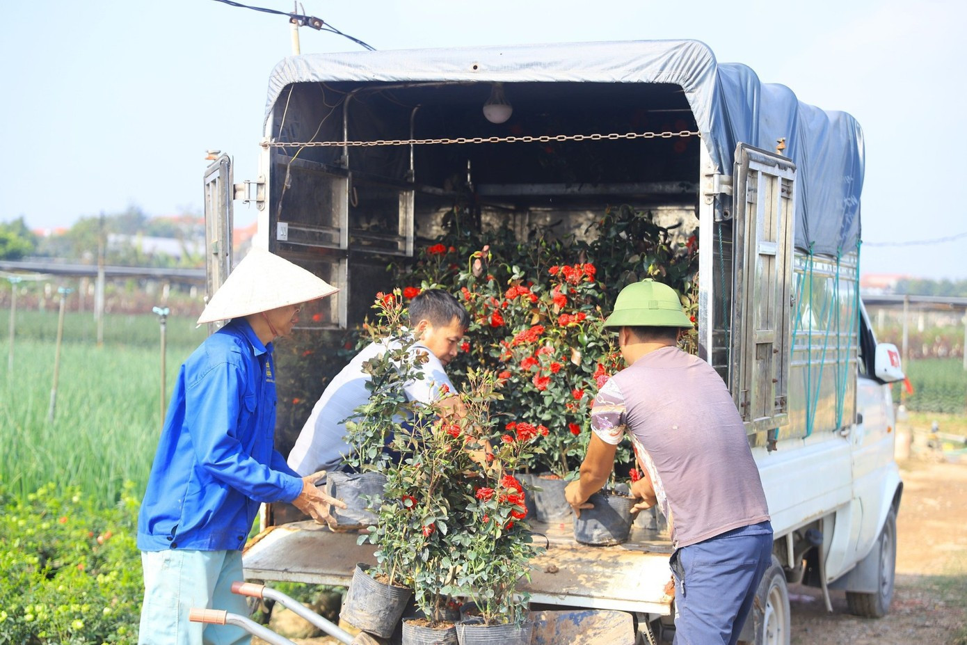 Theo nhiều nhà vườn, đơn hàng năm nay đến sớm và nhiều hơn mọi năm. Ngoài kênh bán hàng truyền thống cho chợ đầu mối, đổ sỉ và bán cho các cửa hàng hoa nội thành, lượng khách đặt hàng qua mạng xã hội tăng mạnh. Không ít chủ vườn cho biết, họ đã chốt đơn từ trước rằm tháng Chạp, đặc biệt với các loại hồng chậu, hồng bonsai,... image-1.jpg