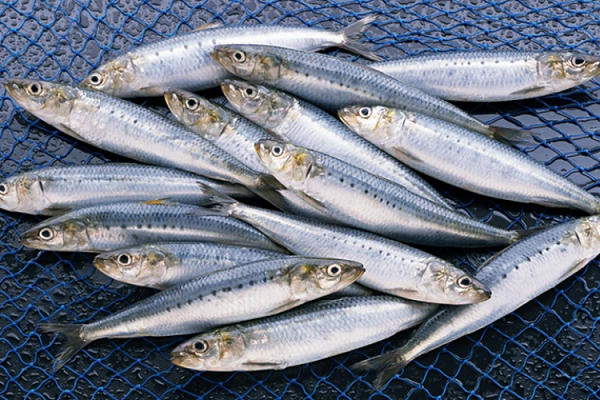 ca-moi-kho-canxi.png