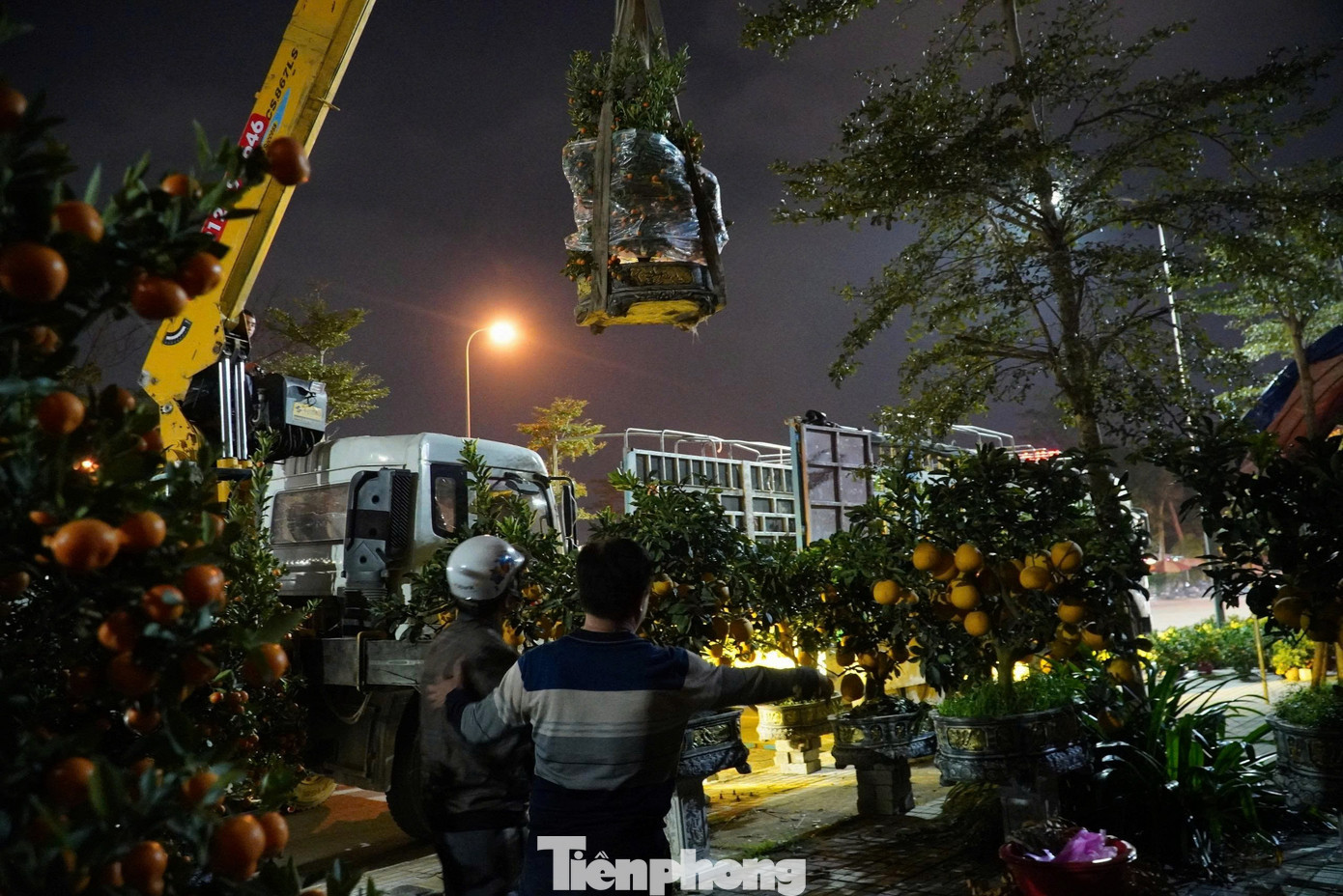 Ghi nhận trong đêm 1/2, hàng loạt phương tiện chở đầy hoa và cây cảnh liên tục đổ về khu vực này. Các tiểu thương tất bật bốc dỡ hàng hóa, đưa cây xuống xe, chỉnh sửa, đặt vào chậu và sắp xếp ngay ngắn để kịp mở bán từ sáng sớm. tp-hoa-383.jpg