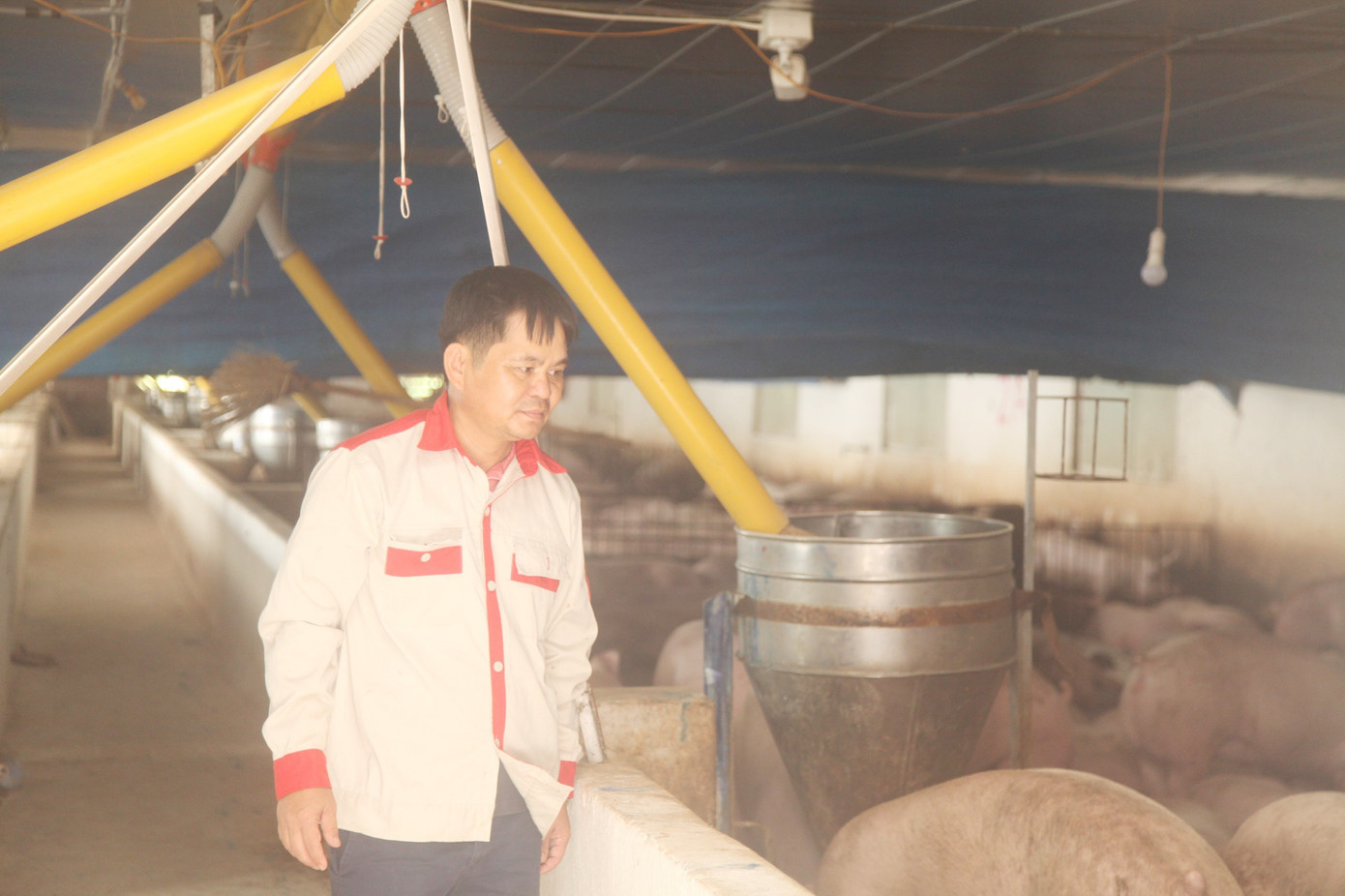 Ông Quê thu tiền tỷ từ con lợn dịp Tết. Ảnh: Nguyễn Thắng. 3.jpg