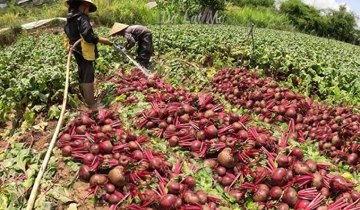 Ít ai ngờ 'kho báu dinh dưỡng' giá rẻ, trồng bạt ngàn ở Việt Nam đứng top đầu rau tốt nhất thế giới