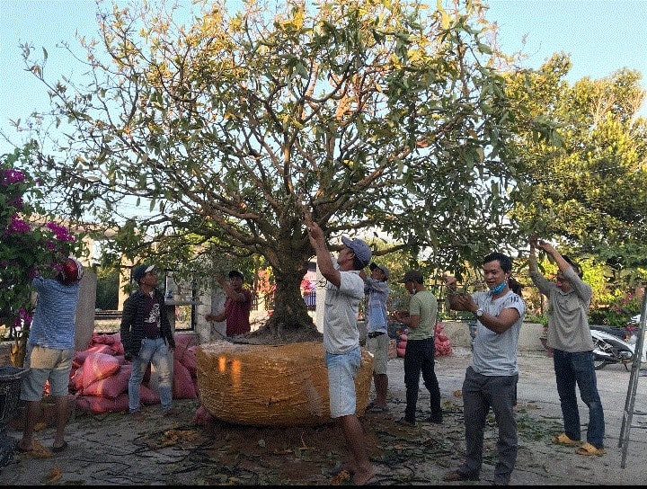 cay-mai-tien-lao-giang-tran-2.jpg