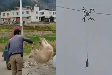 Cả làng gặp họa do người đàn ông dùng máy bay không người lái chở lợn