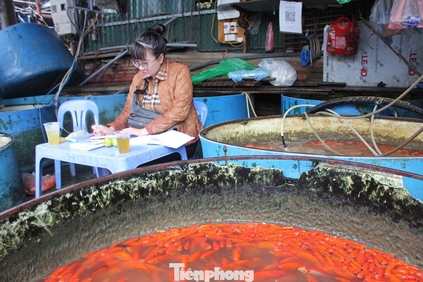 Chị Thùy Anh (32 tuổi), một tiểu thương có 12 năm kinh doanh tại chợ cá Yên Sở chia sẻ, năm nay có sự sụt giảm đáng kể về giá cả cá chép đỏ. Nếu như năm ngoái giá cá chép đỏ lên tới 180.000 đồng/kg thì năm nay mức giá bán lẻ chỉ dao động quanh ngưỡng 90.000 - 110.000 đồng/kg. Đối với khách mua buôn, mức giá còn có thể giảm sâu hơn nữa. tp-cho-ca-lon-nhat-ha-noi-26.jpg