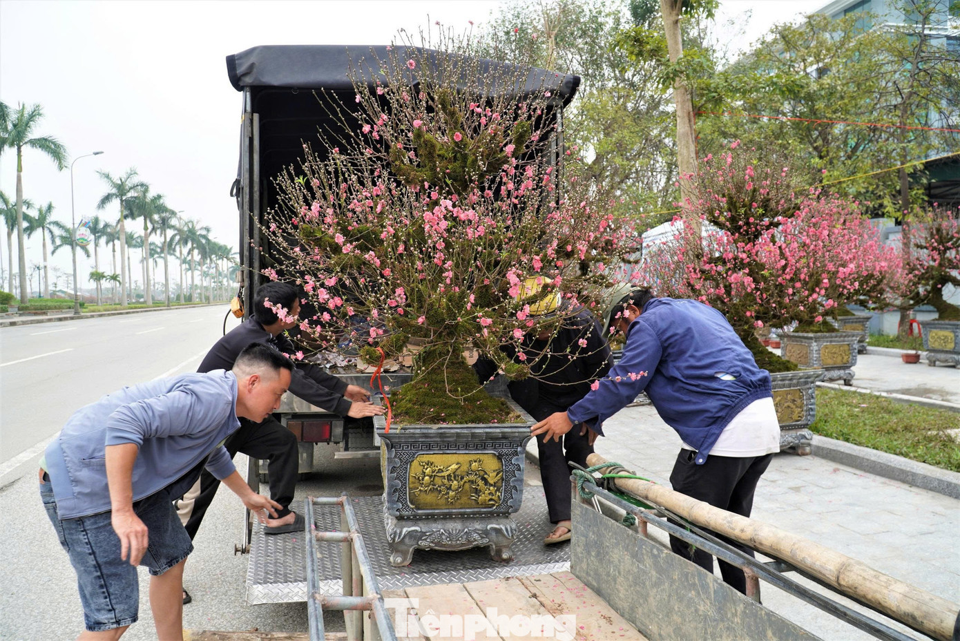 Các tiểu thương cho biết, thị trường hoa, cây cảnh Tết năm nay trầm lắng hơn so với những năm trước. Tuy nhiên, với phân khúc đào phủ rêu, khách chủ yếu là người chơi kỹ, mua để thưởng thức nên vẫn sẵn sàng chi tiền cho những cây có giá trị cao. tp-daolssm.jpg