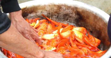 Bên trong 'thủ phủ' cá chép đỏ miền Bắc trước ngày ông Công, ông Táo