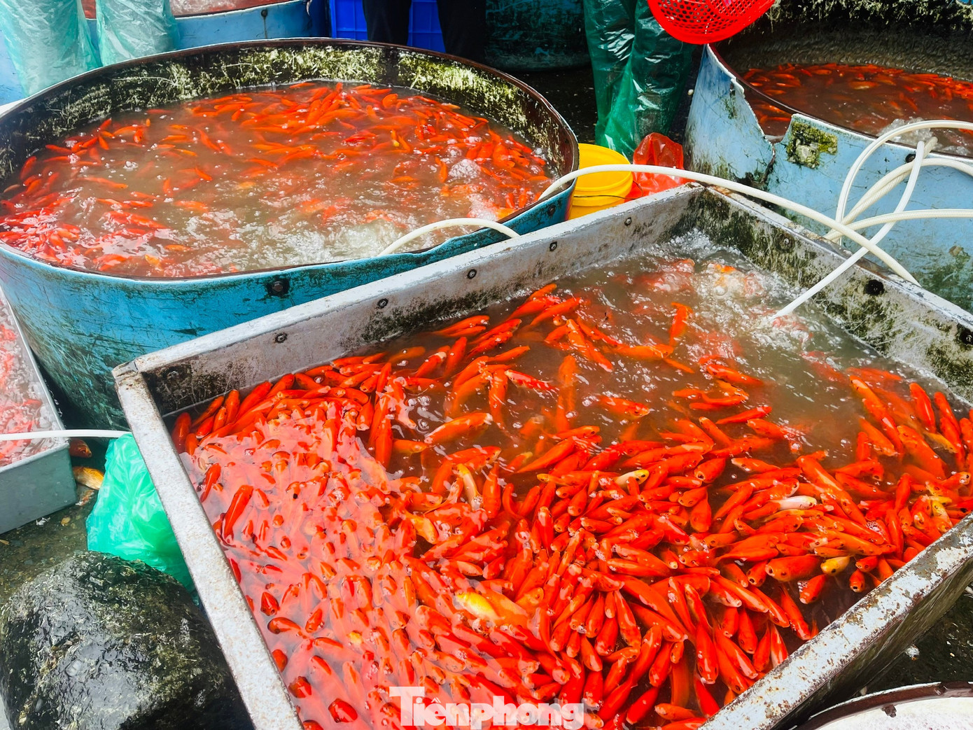 Khảo sát từ trưa đến chiều nay (8/2, tức 21 tháng Chạp) tại chợ cá Yên Sở , mặt hàng cá chép đỏ - được coi là phương tiện không thể thiếu để tiễn Táo quân về trời - năm nay có mức giá khá tp-ca-ong-cong-ong-tao-8.jpg
