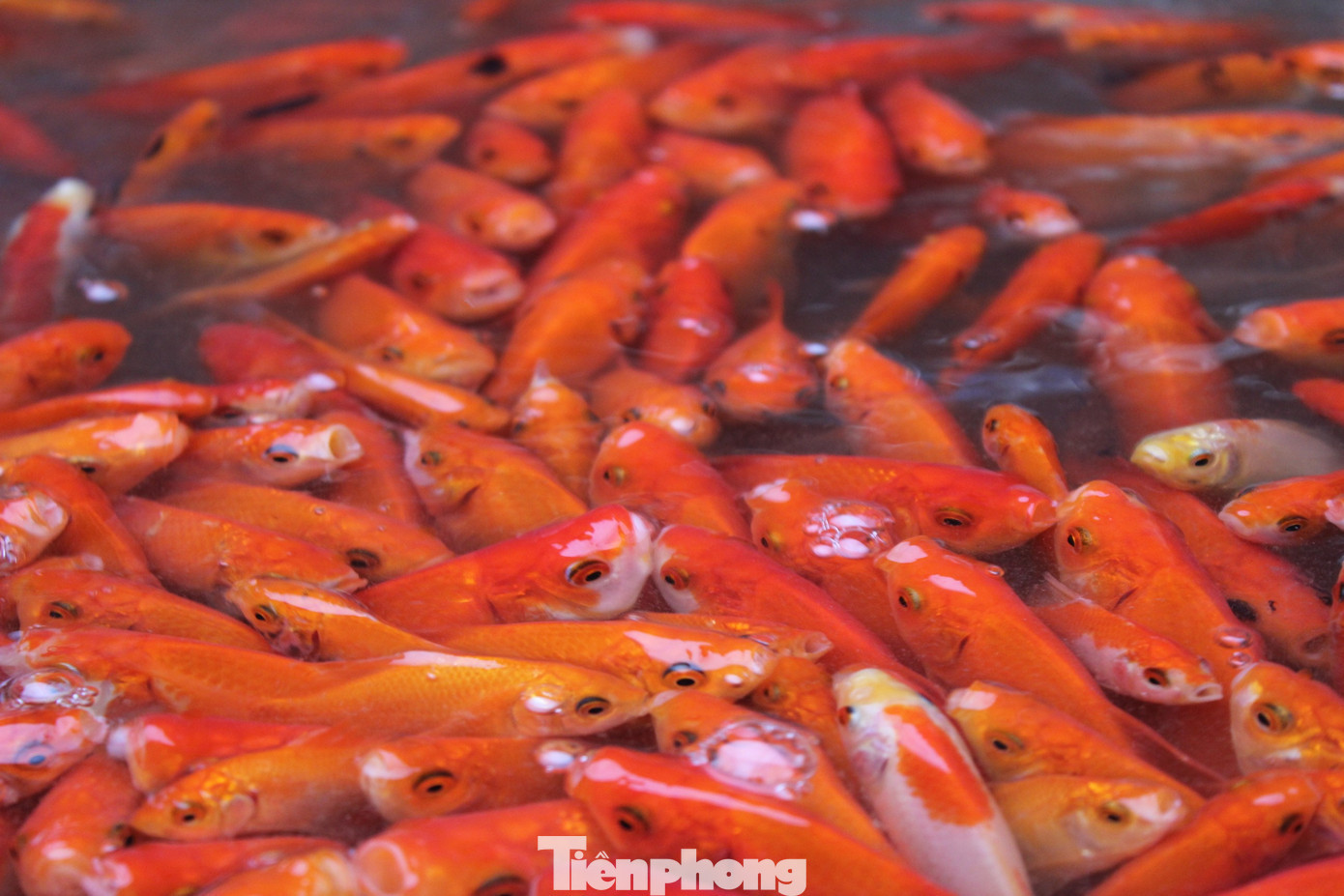tp-cho-ca-lon-nhat-ha-noi-15.jpg