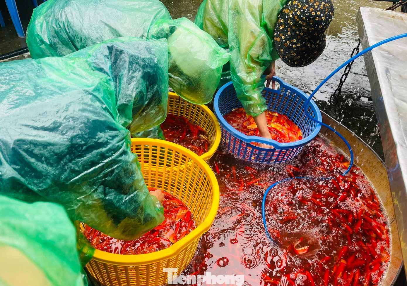 Sự ảm đạm của thị trường khiến các tiểu thương không khỏi lo lắng về đầu ra cho số hàng đã nhập. Cả chị Thùy Anh, chị Nga, anh Vương và chị Chung đều cho biết rủi ro mùa cá chép đỏ cho Tết ông Công ông Táo năm nay là rất lớn. Khi được hỏi về phương án xử lý nếu không bán hết hàng, các tiểu thương chỉ biết cười trừ nói: tp-ca-ong-cong-ong-tao-16.jpg