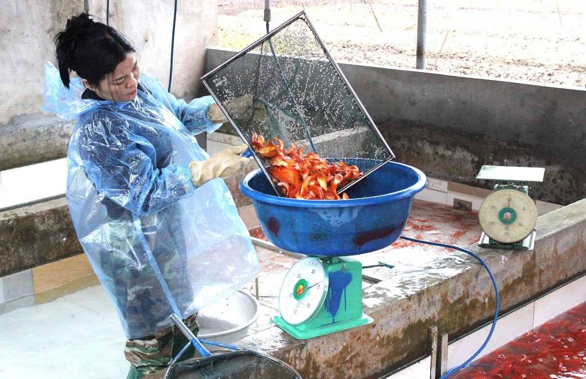 Cá đạt tiêu chuẩn được thả vào các bể nhựa có sục oxy liên tục nhằm đảm bảo sức khỏe trong quá trình vận chuyển đi xa. a8.jpg