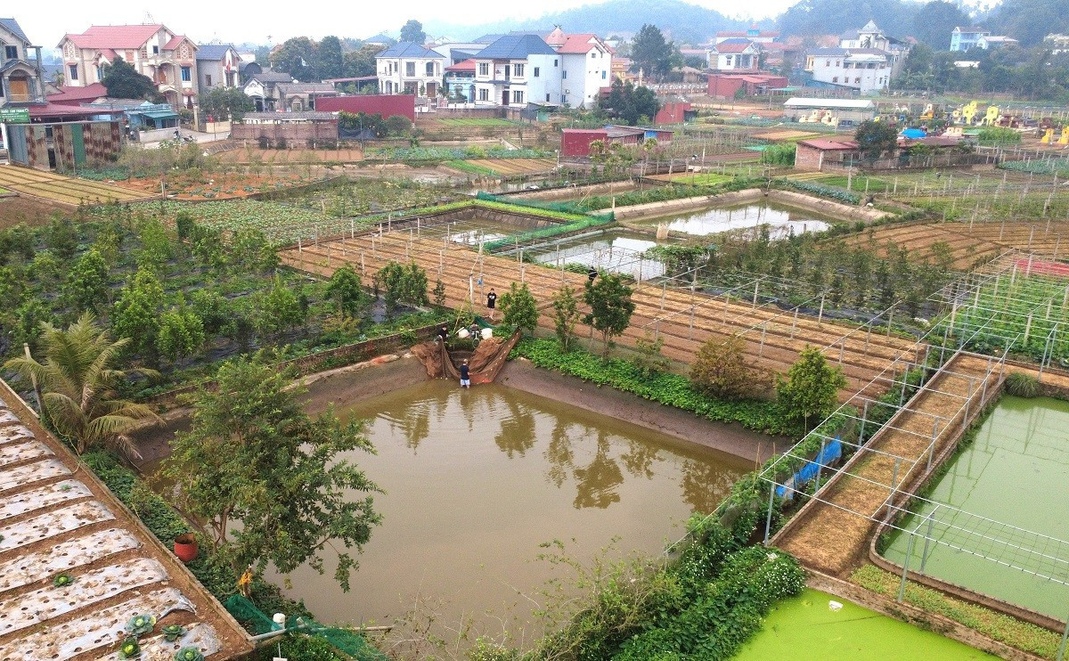 Những ngày này, tuyến đường dẫn vào khu Đông Minh nhộn nhịp thương lái thu mua, vận chuyển cá chép đỏ đi các tỉnh, thành phố. Ông Hà Công Vụ ( cho biết, năm nay, thị trường cá chép có nhiều biến động, không khí mua bán trầm lắng hơn so với cùng kỳ năm ngoái. dji-0874.jpg