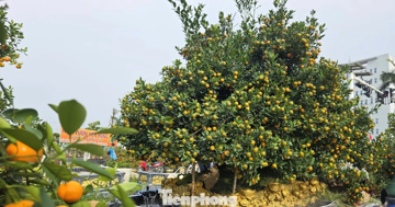 Độc lạ quất đảo vàng, đào chiếc ô