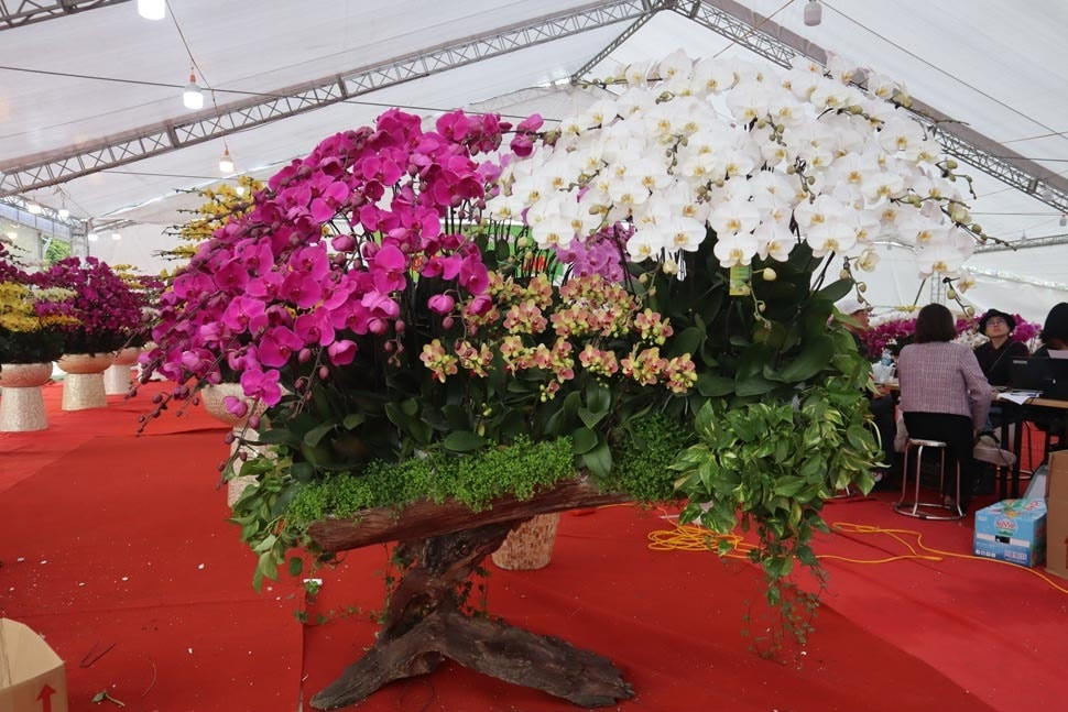 lan-ho-diep-tet-binh-ngo-2.jpg