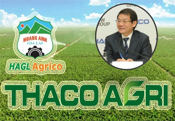 Bán hàng cho ‘người nhà’, HNG lỗ lớn còn THACO AGRI lãi đậm: Câu chuyện trái ngược tại hệ sinh thái của ông Trần Bá Dương