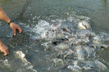 Loài cá bán đầy chợ Việt bỗng được nước ngoài săn lùng, có nước chi tới 8 triệu USD trong 1 tháng
