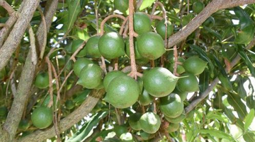 Một loại hạt được mệnh danh 'hoàng hậu': Có loại giá hơn 1,3 triệu đồng/kg, Việt Nam cũng trồng nhiều