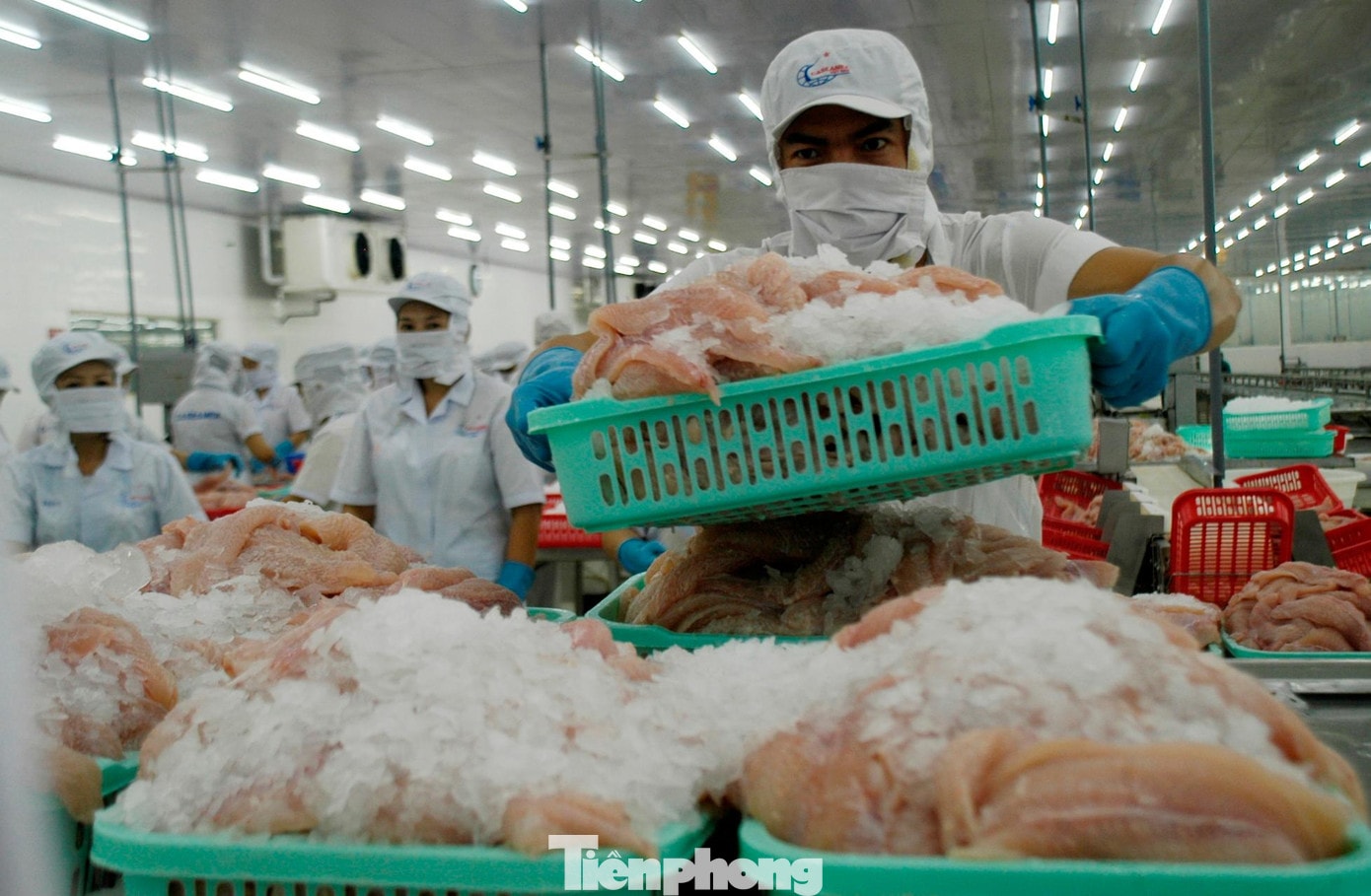 Một số ngành hàng như cá tra xuất khẩu sang Trung Đông đang tạm ngừng, tiêu thụ tại một số thị trường khác cũng chậm. tp-catra-7095.jpg