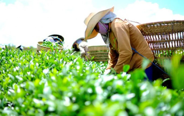 Mỹ, UAE mạnh tay gom 'vàng xanh' của Việt Nam: Thu về hơn 31 triệu USD, nước ta giữ trữ lượng lớn thứ 5 trên thế giới