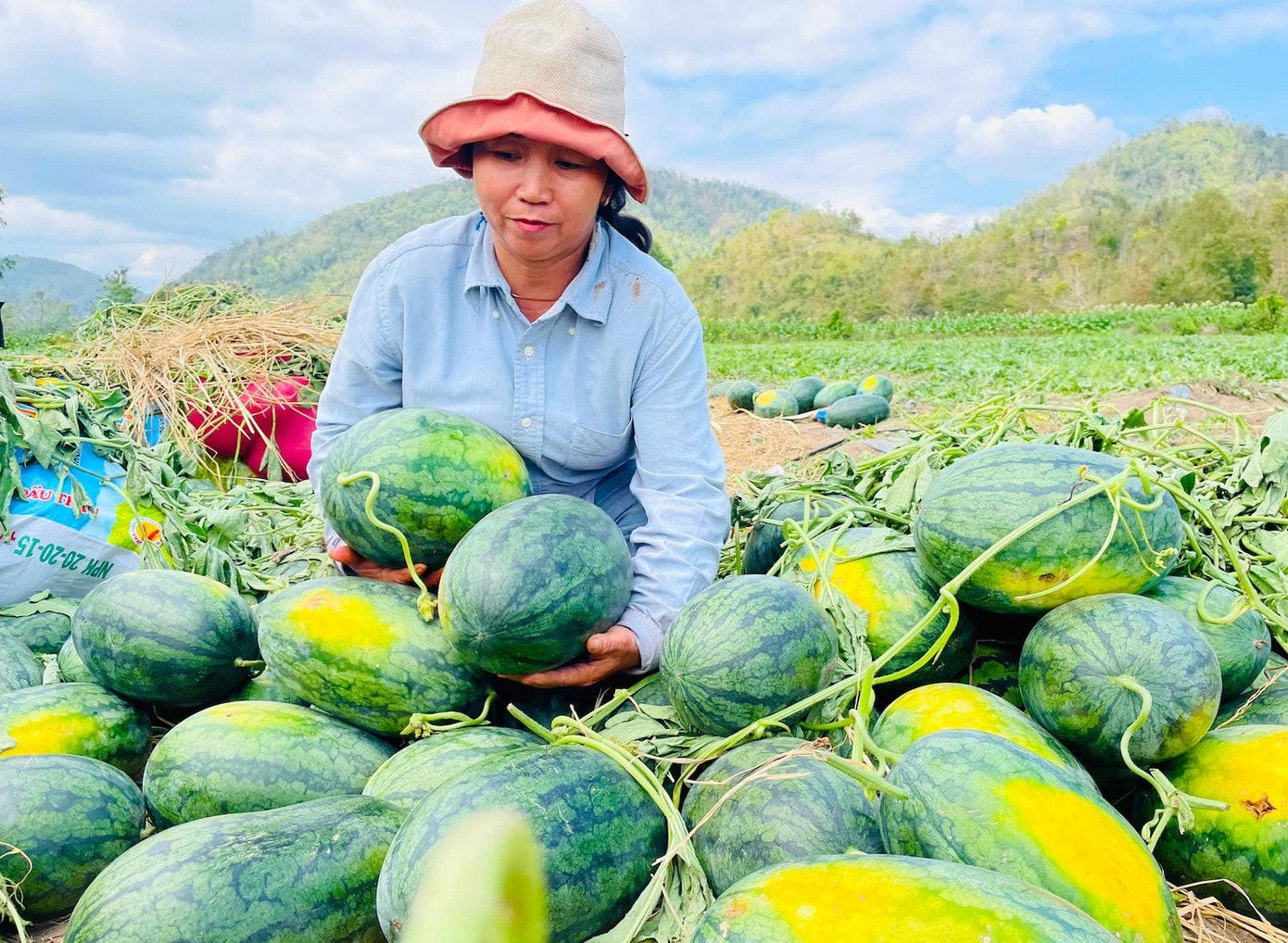 Chị Phương phải bán dưa hấu giá vì sợ để lâu sẽ hỏng. tien-phong-7803.jpg
