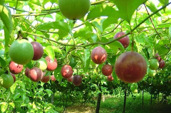 Chanh leo đang trở thành mặt hàng nông sản xuất khẩu quan trọng của Việt Nam caychanh.jpg