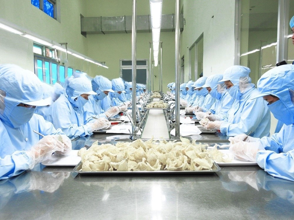 Sản phẩm tổ yến xuất sang Trung Quốc nằm trong diện quản lý mới. yen-0451.jpg