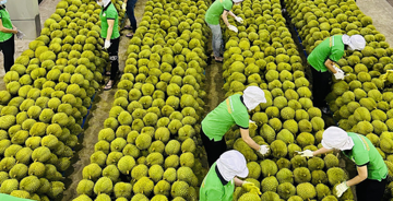 Chỉ 2 tháng thu gần 1 tỷ USD, Trung Quốc 'mạnh tay' mua về: Mặt hàng này của Việt Nam đang 'ăn nên làm ra' ra sao?